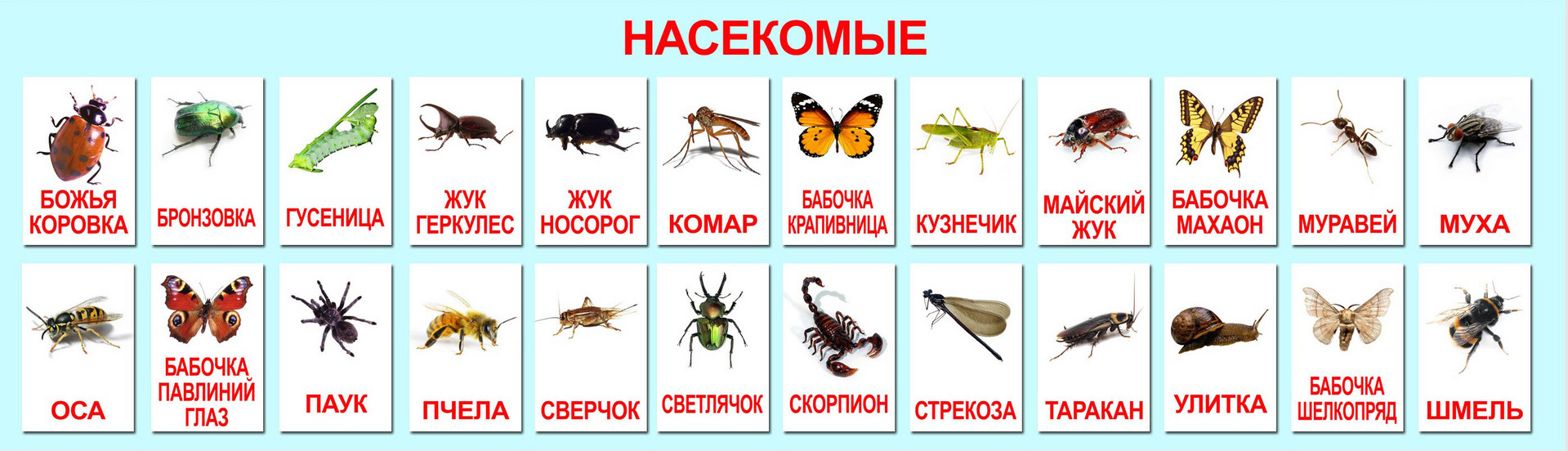 Виды насекомых: что нужно знать о многочисленных представителях вида