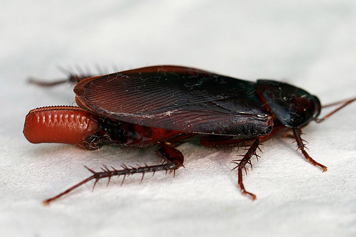 Виды тараканов с фото и описанием