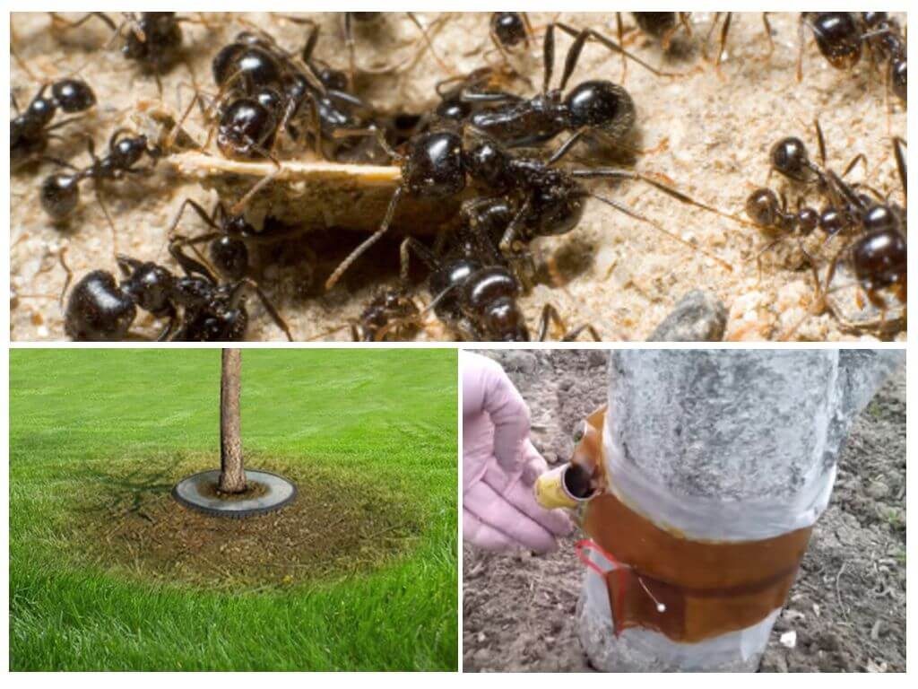 Изготовление ловушек для муравьёв в домашних условиях