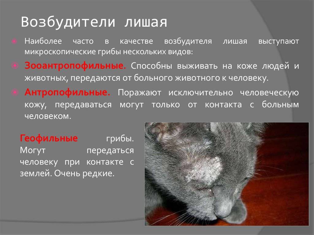 Демодекоз у кошек: подкожные клещи и как от них избавиться