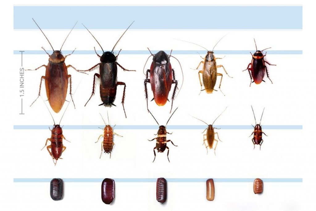 Виды тараканов, образ жизни, среда обитания и поведение