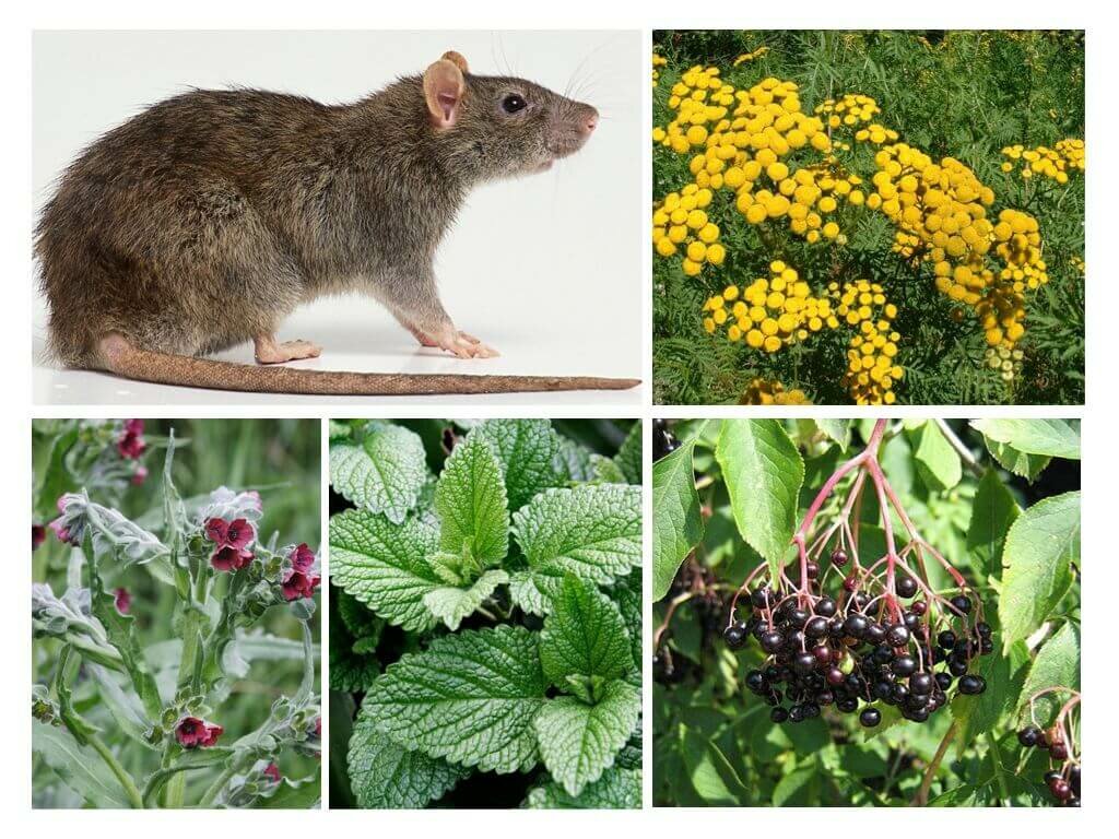 Чего боятся крысы — запахи, звуки, травы, свет, народные средства