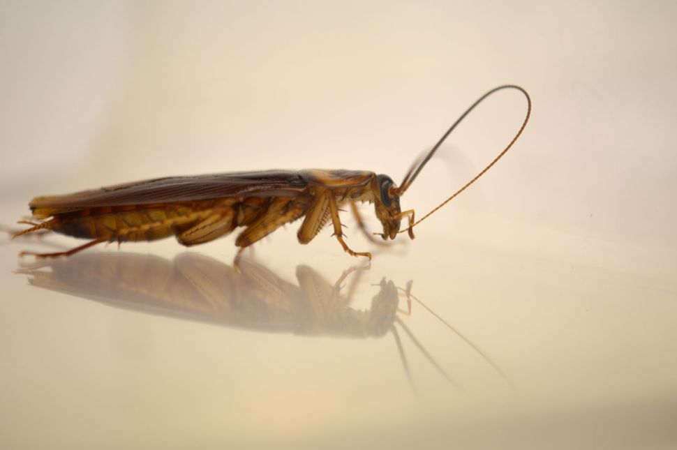 Почему тараканов называют стасиками и какие ещё в народе есть названия?