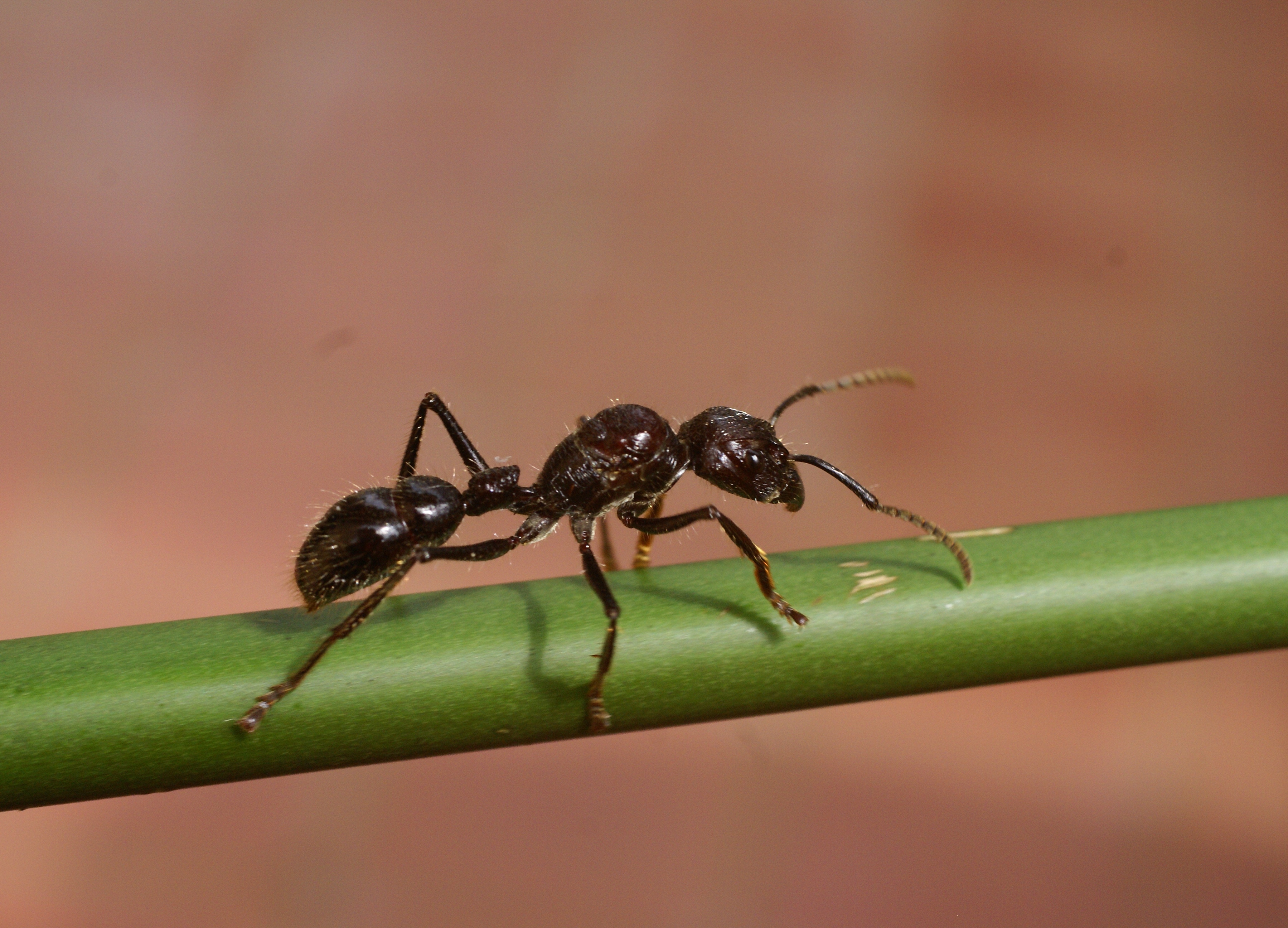 Укусы муравьев: как выглядят, последствия, лечение | компетентно о здоровье на ilive