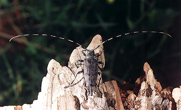 Жуки-усачи (cerambycidae) :: насекомые - разрушители сырой древесины