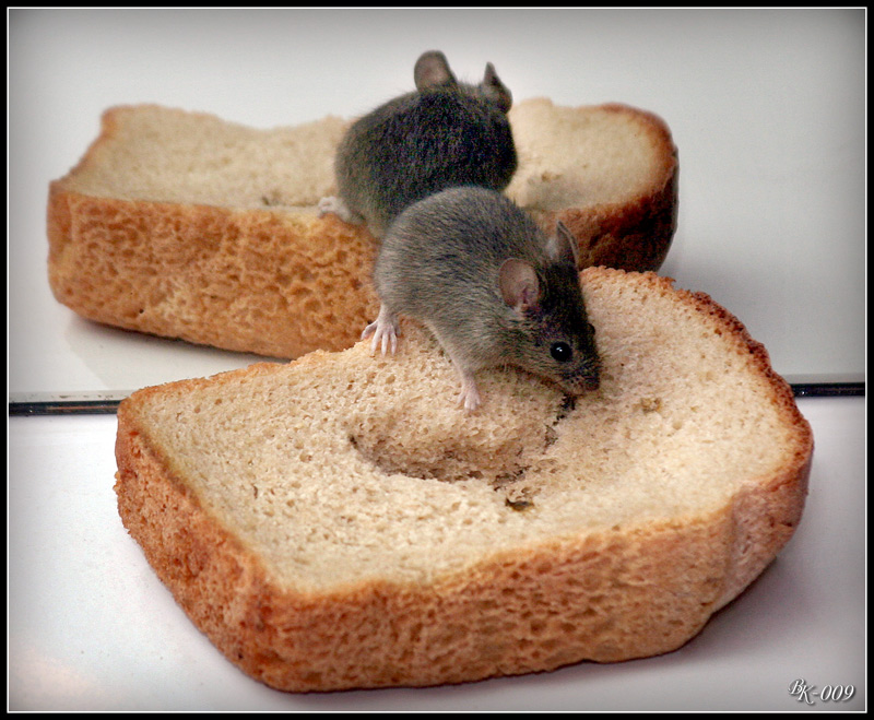 Мышь - виды, чем питаются, сколько живут, где живут, описание
