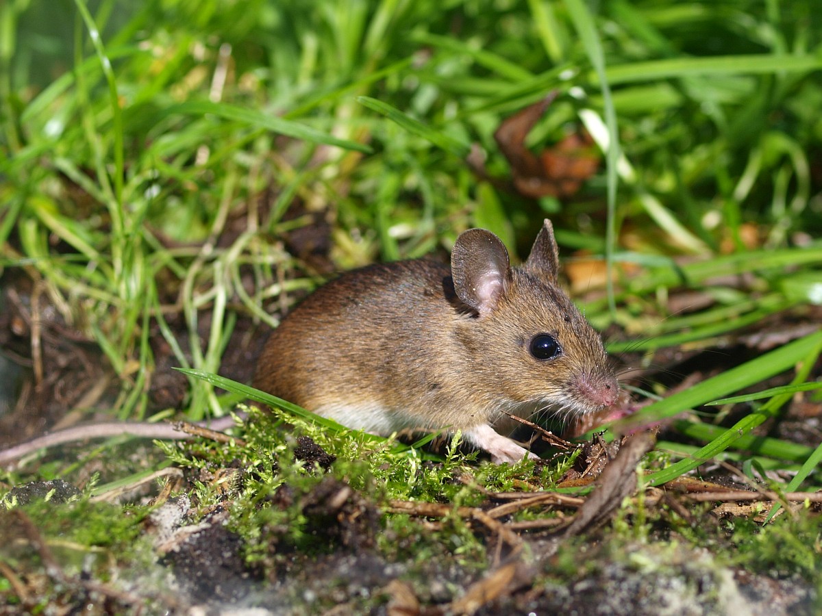 Мыши живущие в лесу. Мышь Лесная полевка. Желтогорлая мышь. Степная мышовка. Малая Лесная мышь Sylvaemus uralensis.