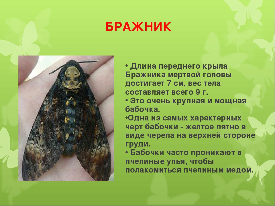 Бабочка бражник - описание, среда обитания, виды