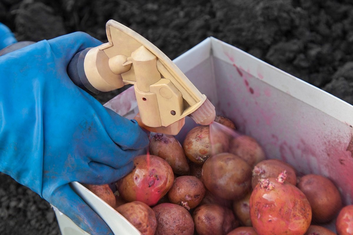 Обработка картофеля перед посадкой весной: проращивание, замачивание, прогревание и т. д.