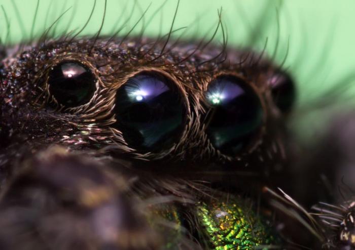 В россии открыт новый вид самого страшного паука в мире