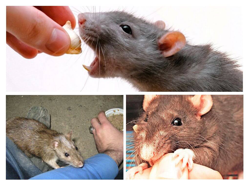Почему крысы грызут волосы