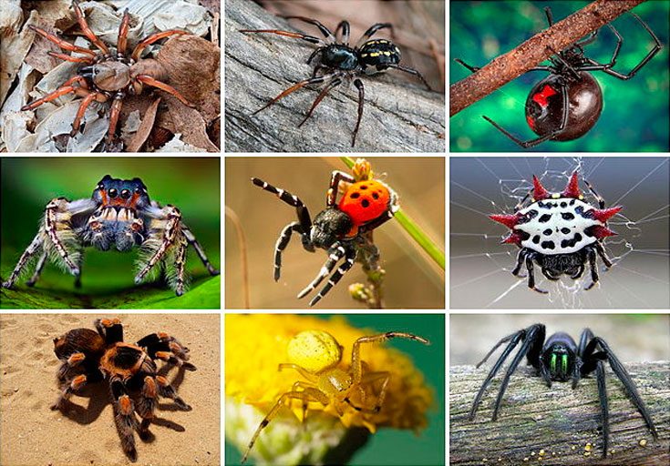 Виды домашних пауков – фото, названия и описания