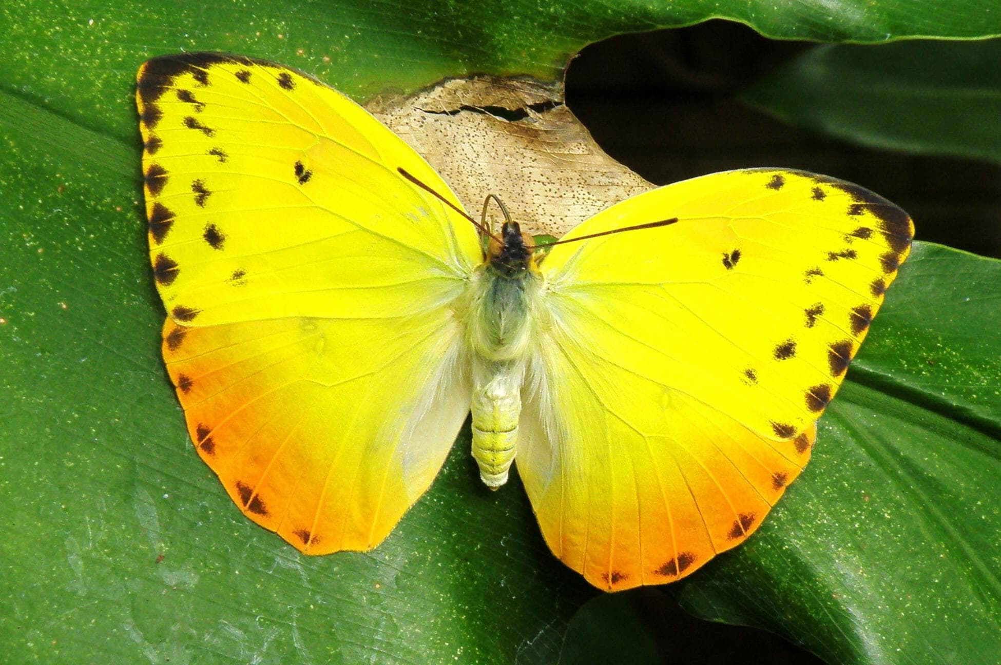 Бабочка лимонница фото крупным планом
