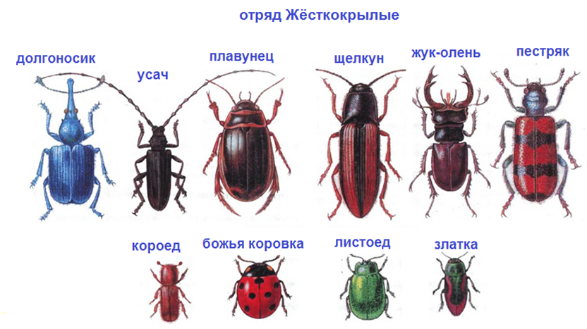 Отряды насекомых жуки. Классификация Жуков жесткокрылых. Жесткокрылые жуки. Представители Жуков или жесткокрылых 7 класс. Жесткокрылые или жуки представители.