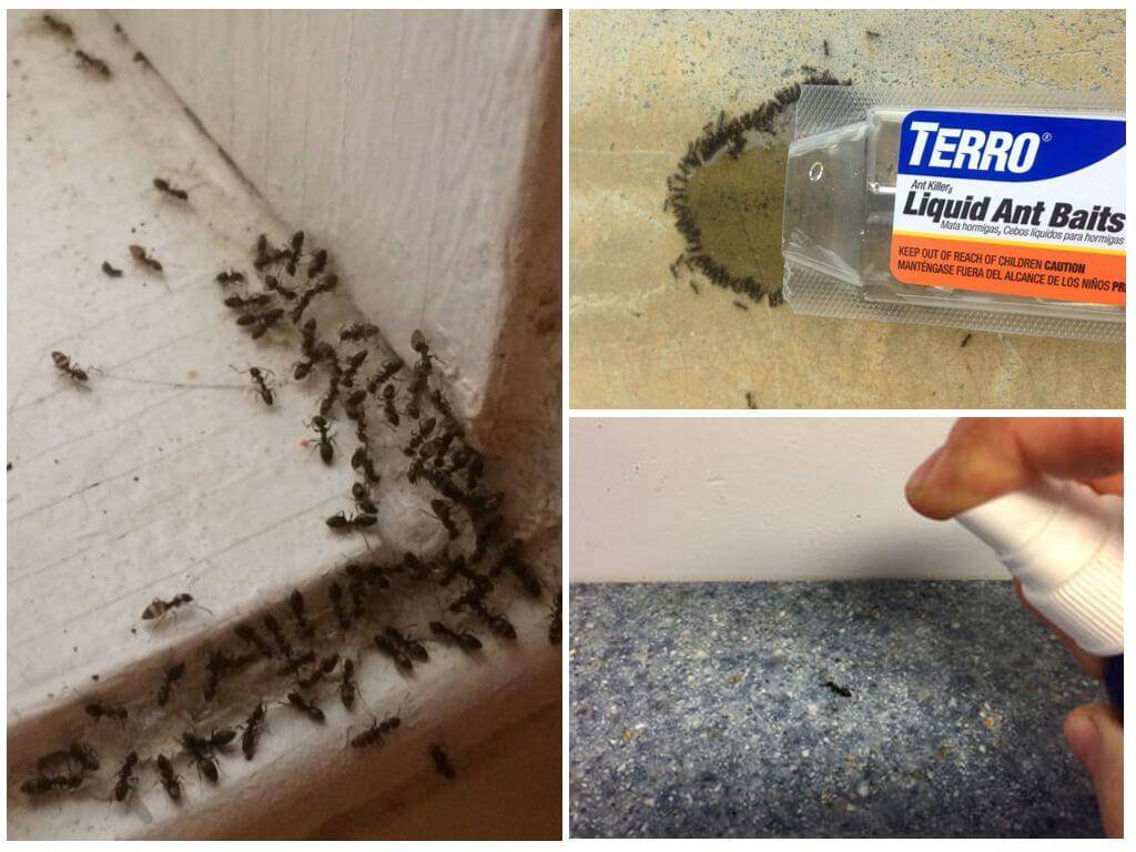 Как вывести муравьев из деревянного дома