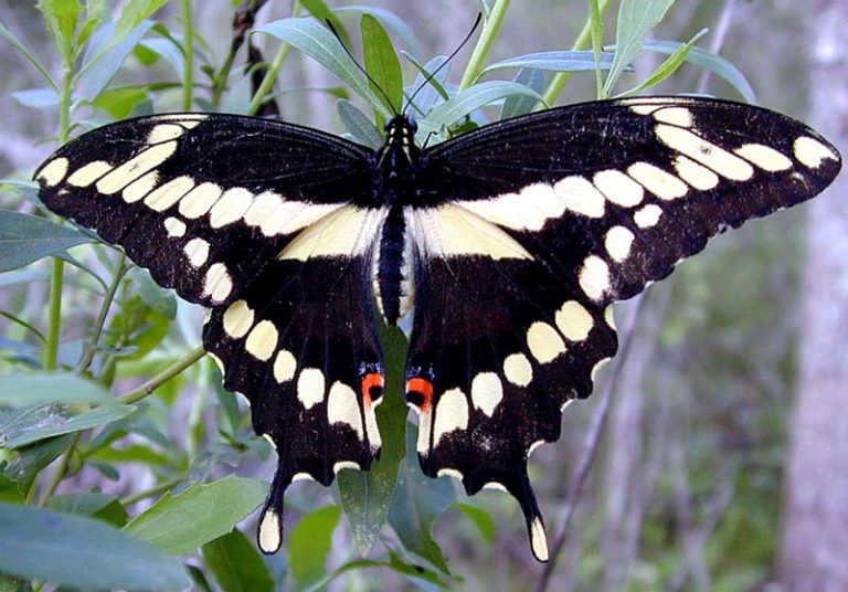 Бабочка подалирий: описание, жизненный цикл, места обитания. парусник махаон
