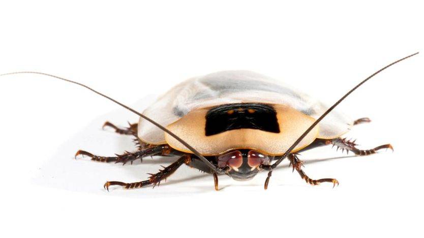 Белые тараканы и причины их появления в квартире