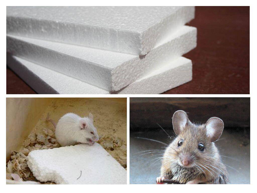 Едят ли мыши пеноплекс и пенопласт - как обезопасить дом. жми!