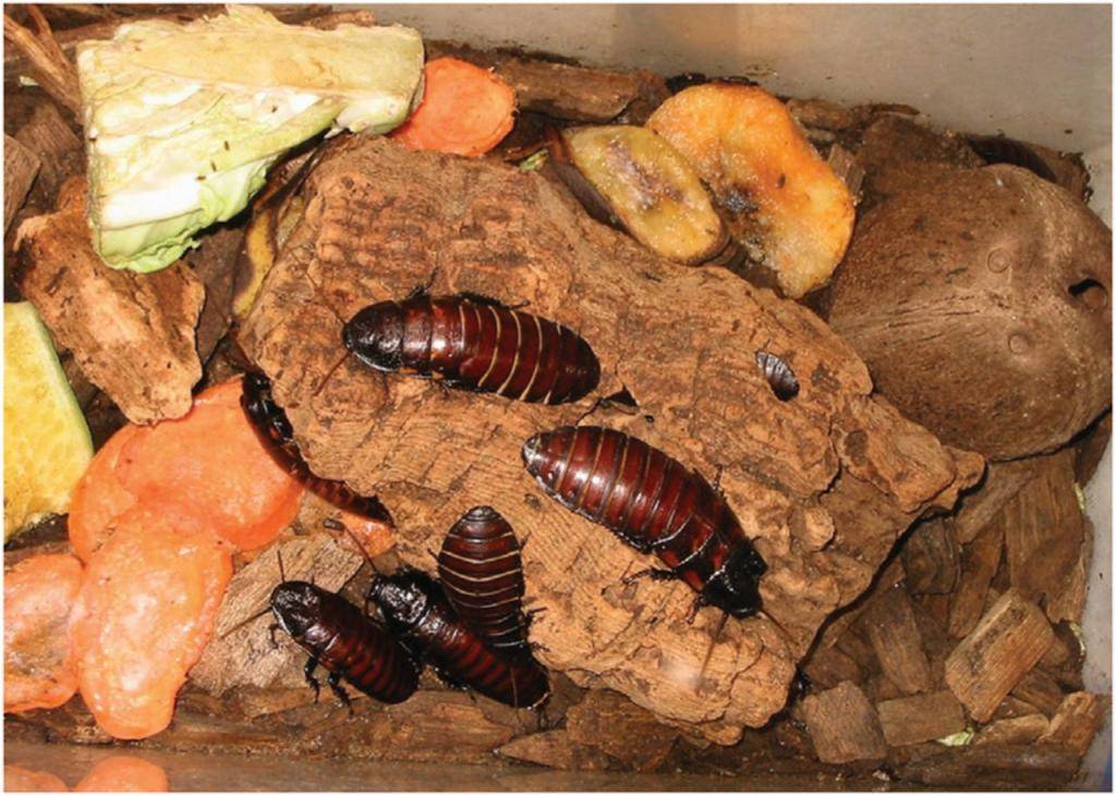 Мраморный таракан | мир животных и растений