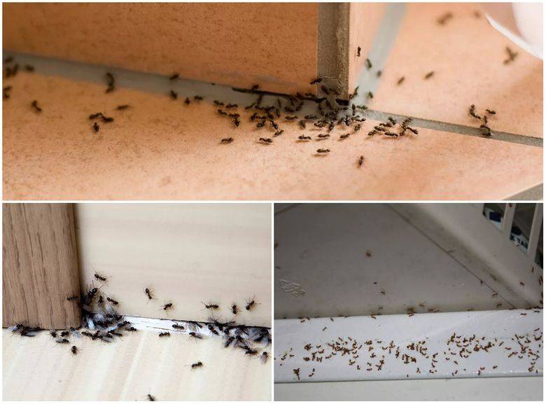 Как избавиться от домашних муравьев в квартире народными средствами?