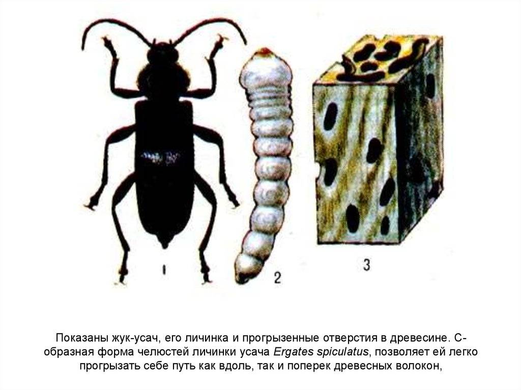 На рисунке изображен жук. Жук усач древоточец. Жук древоточец усач Домовой. Жук усач дровосек личинка.