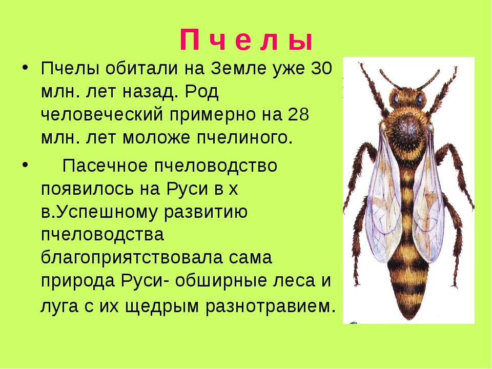 Осиный мед – делают ли осы мед