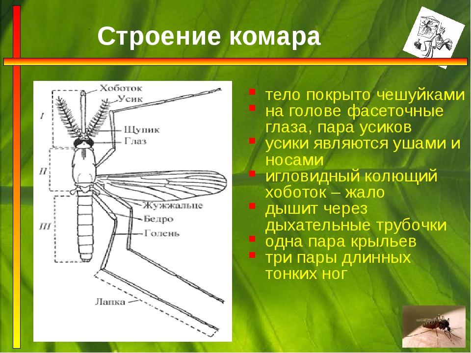 Подробное строение комара