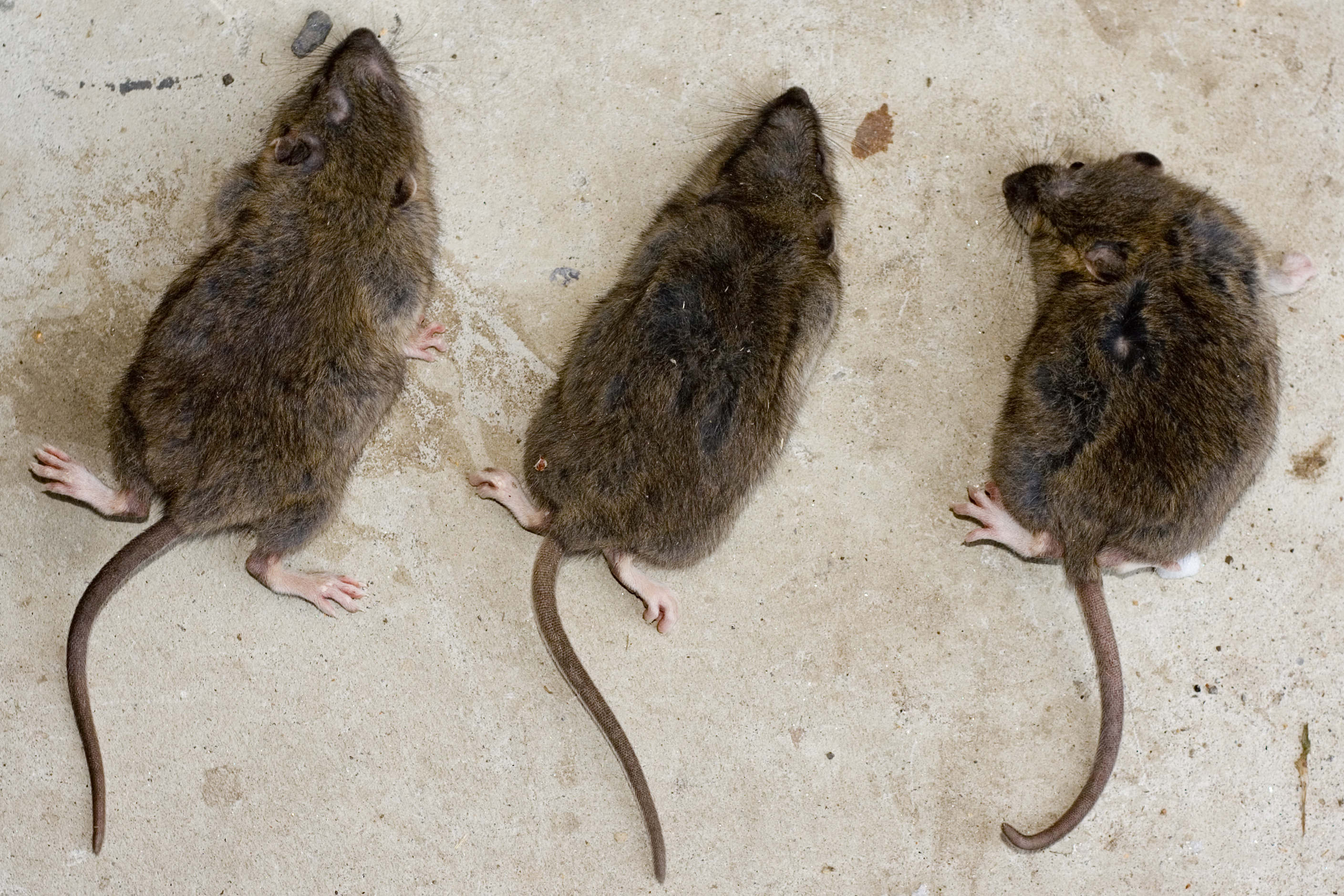 Чем отличается мышь от крысы: отличия крысёнка и мышонка, фото, как выглядят мышата, кто умнее, как определить, кто в доме