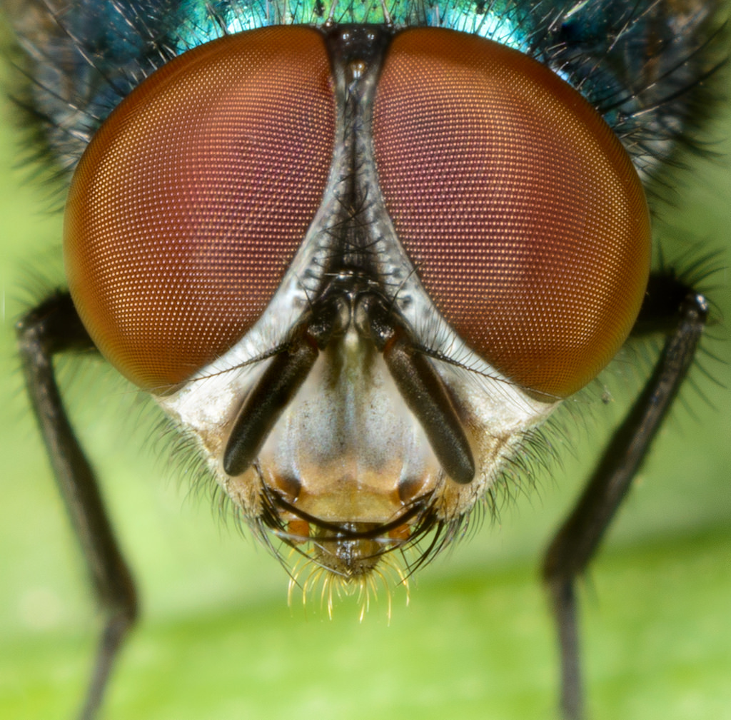 Сколько глаз у обыкновенной мухи. сколько кадров в секунду видит муха, сколько у неё глаз