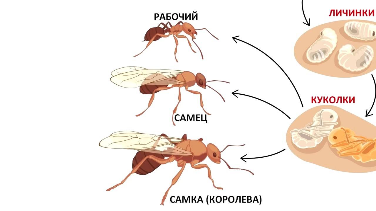 Интересные факты о муравьях, анатомия, виды, питание, размножение, устройство муравейника – удивительные факты