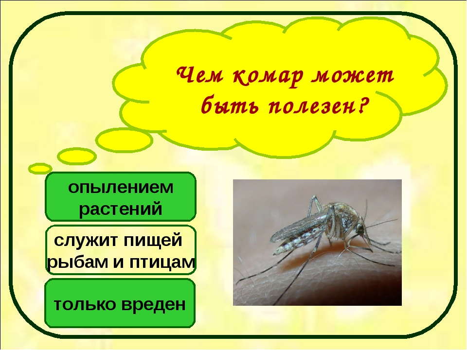 Как и для чего комары пьют кровь