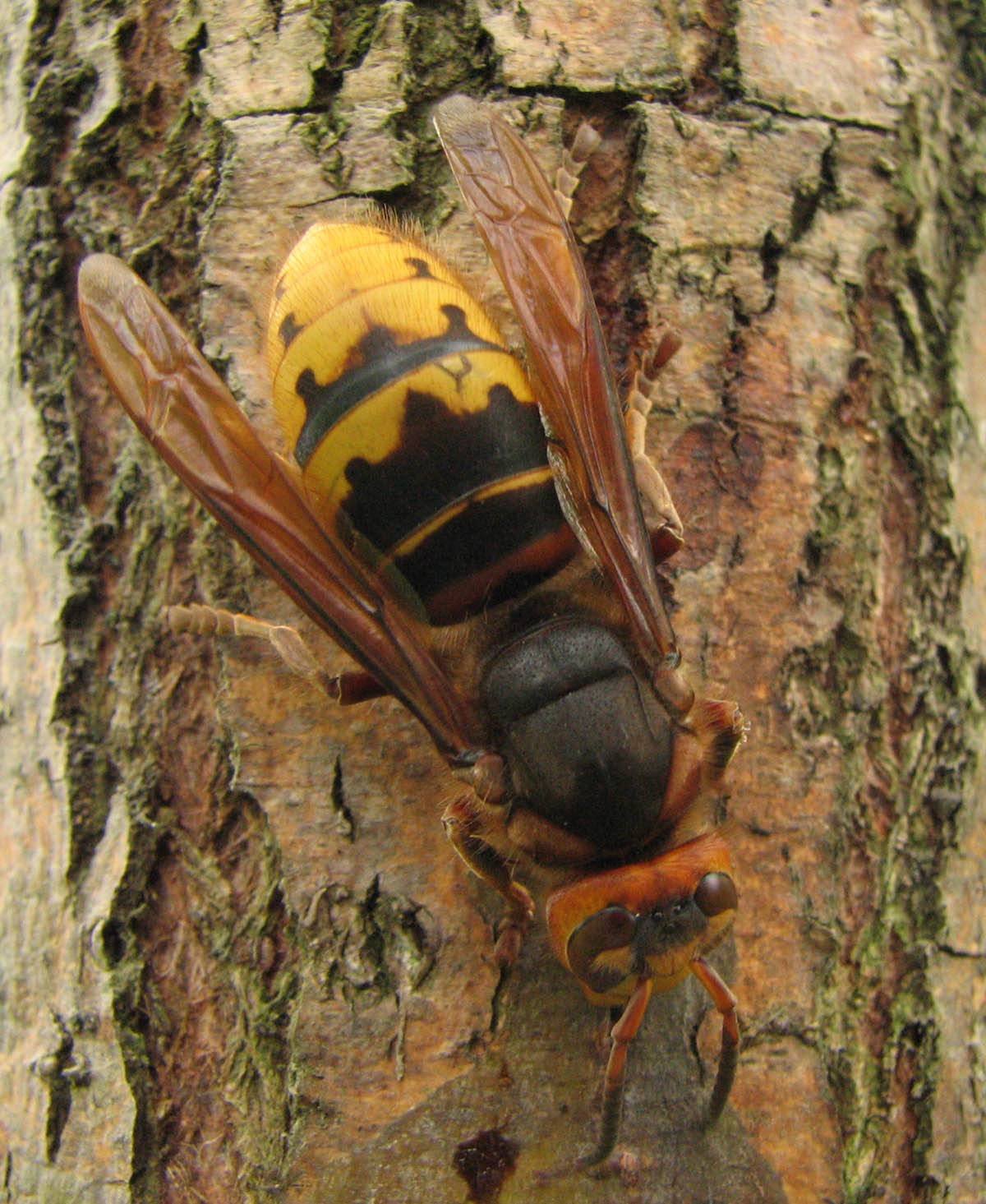 Аллергия на укус пчелы – признаки и лечение