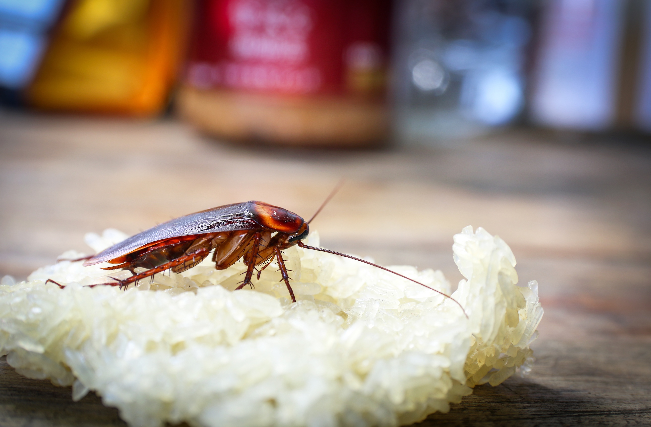 Чем питаются тараканы в квартире