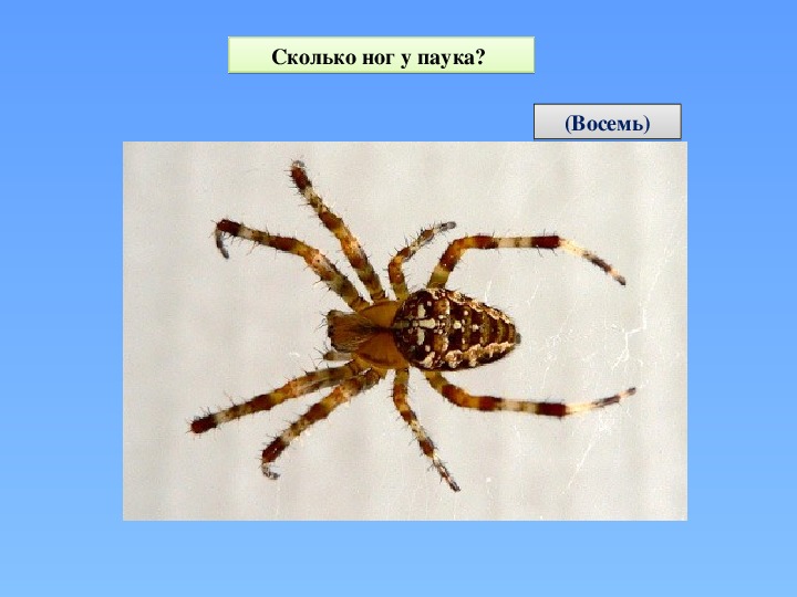 Изучаем пауков: кто такие арахнофилы, сколько лап у паука и какова длина их ножек