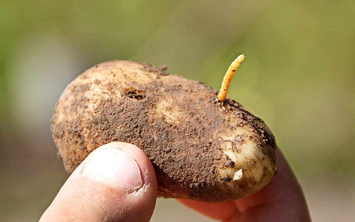 Чем бороться от картофельной моли | вырасти сад!