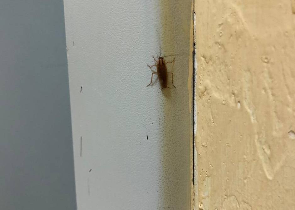 Куда ушли тараканы: основные причины исчезновения тараканов из наших домов