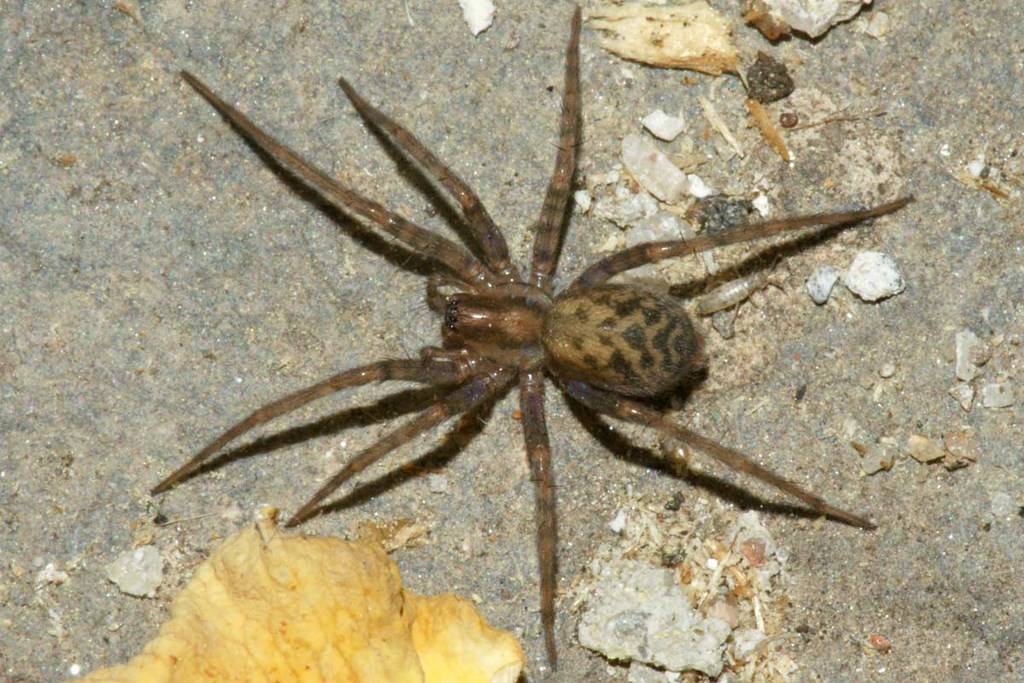 Воронковый паук: описание, размножение, польза и вред, укусы