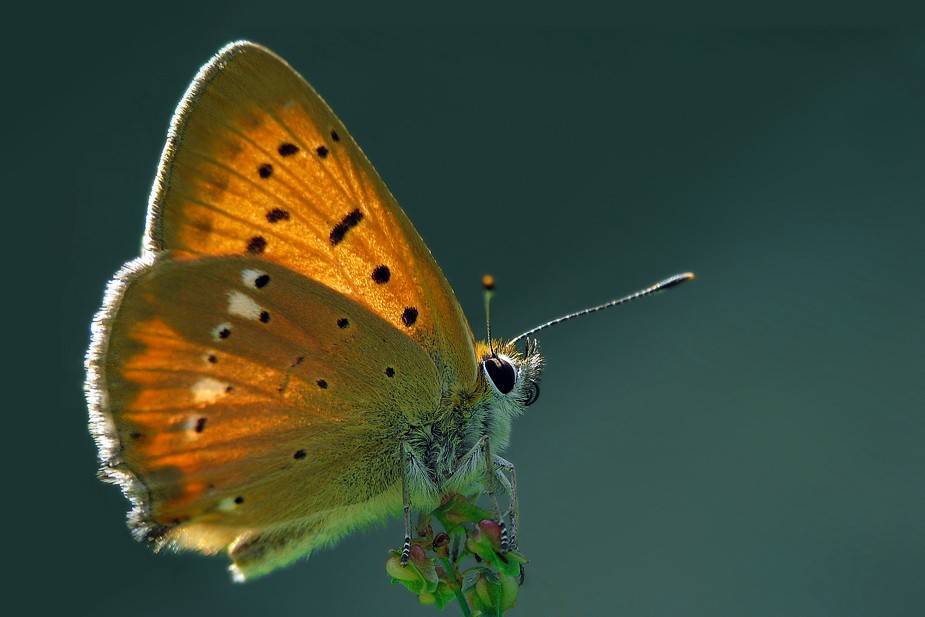 Бабочка сова – тропическое чудо маскировки