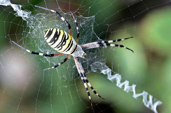 Что представляет собой паук аргиопа?