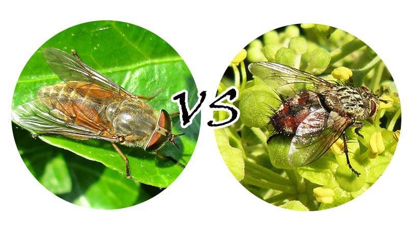 Овод насекомое. описание, особенности, виды, образ жизни и среда обитания овода