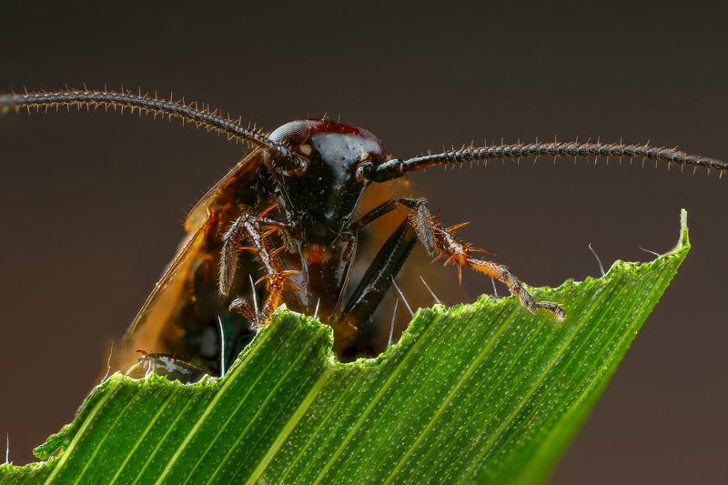Многообразие насекомых: чем строение таракана может удивить?
