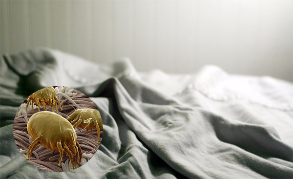 Пылевые клещи в подушках: как избавиться?