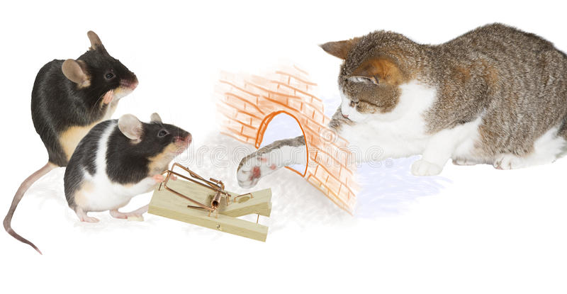 Какая кошка лучше ловит мышей: особенности и как выбрать