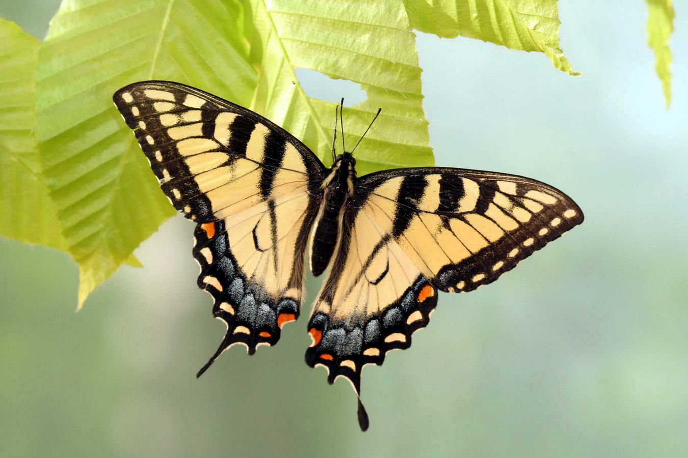 Бабочка махаон: описание насекомого и его основных подвидов