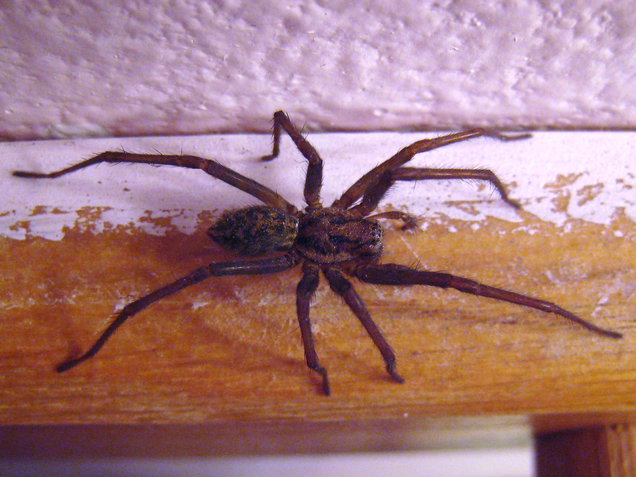Домашний паук или домовой (комнатный) — какие живут в квартирах, разновидности, описание