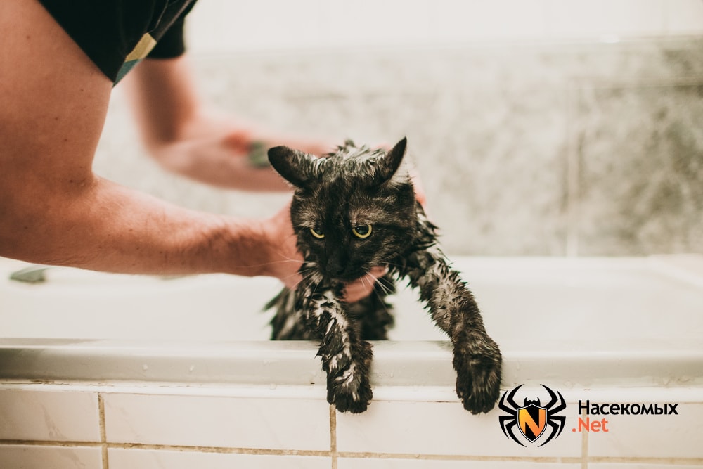 Дегтярное мыло – эффективное народное средство от блох у кошек