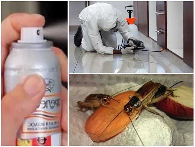 Средство от сверчков: 9 методов действенного избавления от насекомых