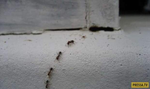 Как вывести муравьев из машины