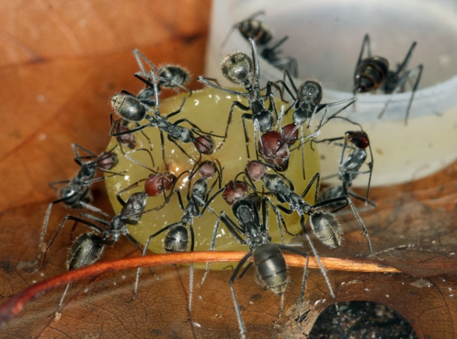 Как изготовить ловушки против муравьев для плодовых деревьев своими руками