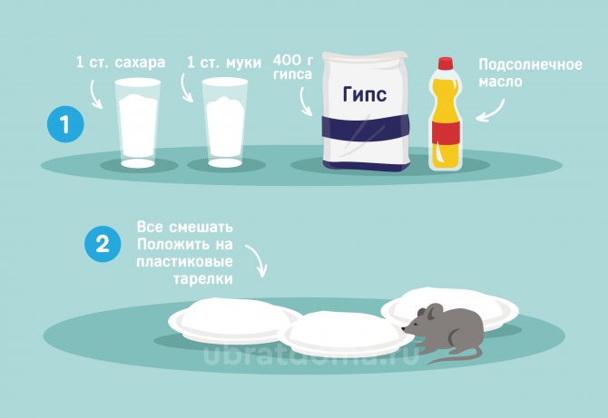 Как бороться с мышами в частном доме: народные средства, химические препараты